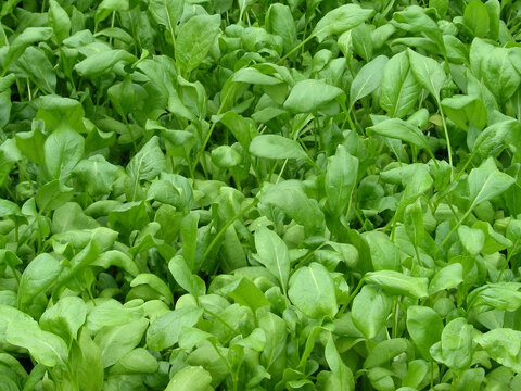 Spinacia oleracea or Spinach seeding field