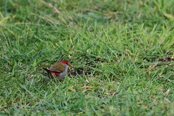 firetail