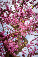 Flowering on the branches of the tree Cercis siliquastrum, selective focus,