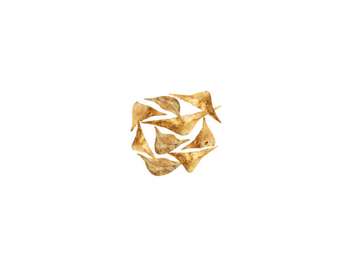 Spinacia oleracea or Spinach dried seeds isolated on white background