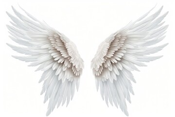 Obraz premium White Angel Wings And Feathers angel feather white.