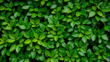 Lush leaves of boxwood background pattern