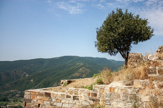 Green tree on the slope of old monastery ruins in Georgia. View of part of ruined wall of Jvari monastery. Panoramic view of Georgia nature
