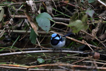 fairy wren