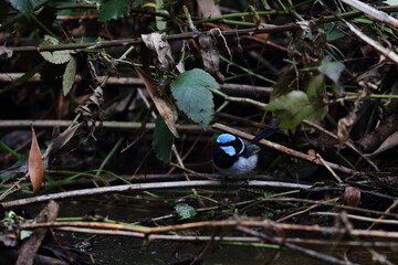 fairy wren