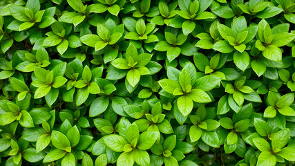 Lush leaves of boxwood background pattern