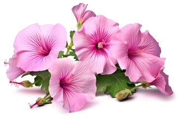 Hibiscus blossom flower petal.