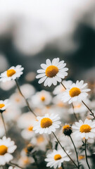Fototapeta premium Bright white daisies with yellow centers bloom in lush field, creating serene and cheerful atmosphere. soft focus enhances beauty of nature simplicity