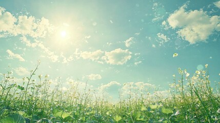 Fototapeta premium Serene Sunny Day in a Blooming Field