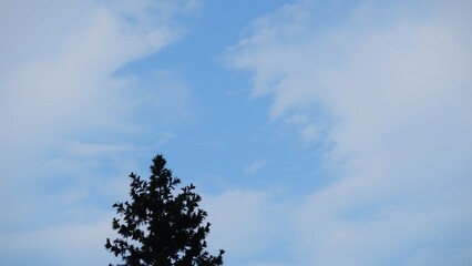 Silhouetted Evergreen Tree Against a Partly Cloudy Blue Sky
