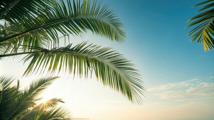 Palm leaves shimmer in the sunlight as they dance above the ground on a warm and sunny morning with a blue clear sky, clear, sunlight, sunny