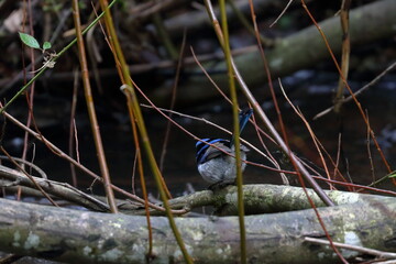fairy wren
