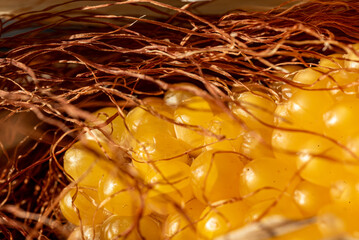 still life, close-up of corn, Zea mays, Common corn is a cereal crop, macro