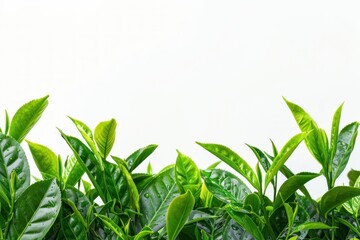 Obraz premium Fresh green leaves background