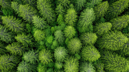 stunning aerial view of dense green forest showcasing lush trees
