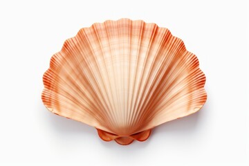 Fototapeta premium Scallop Shell seashell seafood clam.