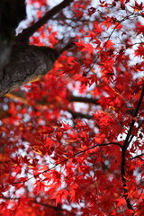 真っ赤な紅葉