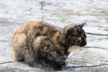 お座りしている猫