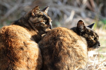 寄り添う猫