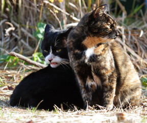 野良猫の子猫が母親に甘える