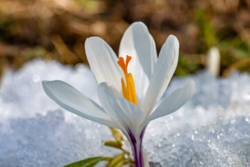 Delicate white crocus emerging from melting snow, symbolizing the arrival of spring in a beautiful...