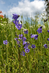 close-up of summer flowers, macro photography, colorful background, summer
