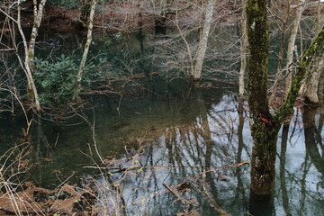 Obraz premium 水に沈む木々