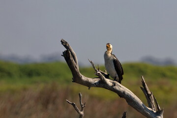 little pied cormorant