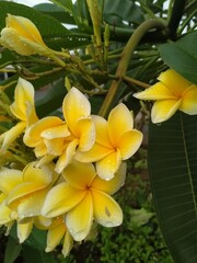 Obraz premium yellow frangipani flower