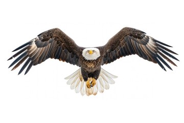 Obraz premium Majestic bald eagle in flight
