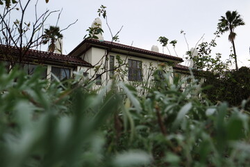植物に覆われた建物
