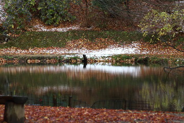 水面に映る紅葉と雪