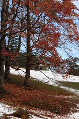 Naklejka premium 雪の積もった紅葉