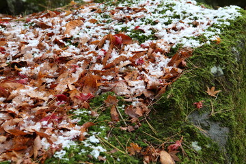 苔の上に落ちた紅葉と雪