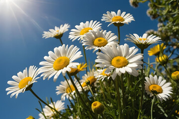 Fototapeta premium A vibrant, fresh yellow daisy flowers, their bright petals radiating warmth and joy.