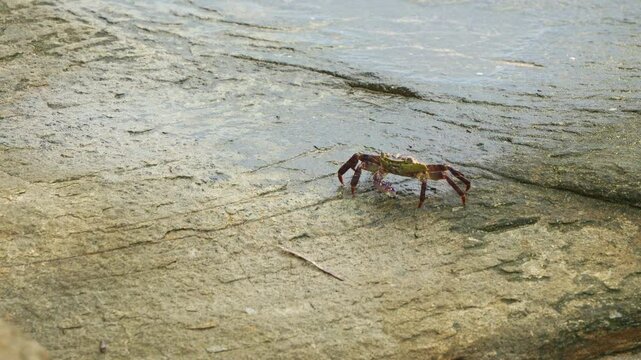 Rock crab inhabits the intertidal zone, walking across coastal rocks, close up shot.
