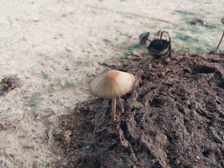 mushrooms growing on cow dung