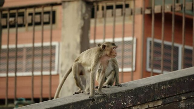 Pair Of Long-tailed Macaque After Mating In Lopburi, City Of Monkeys In Thailand. - closeup shot