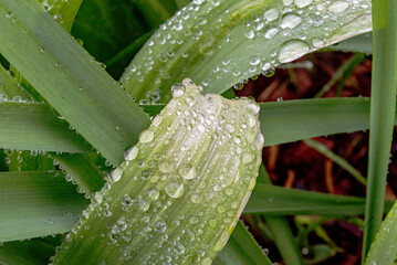 spring plants covered with dew drops, spring flowers, morning dew