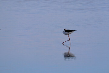 pied stilt