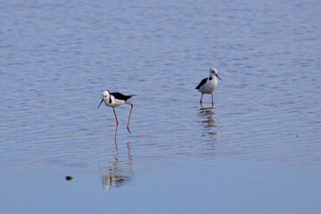 pied stilt