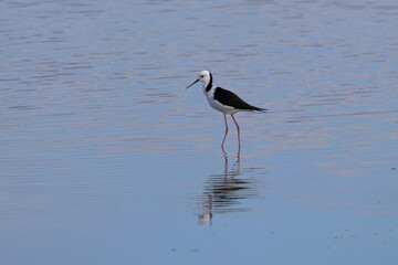 pied stilt