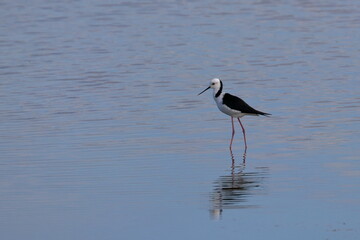 pied stilt