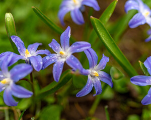 One of the earliest blooming spring bulbs, Scilla siberica, in spring on a natural background