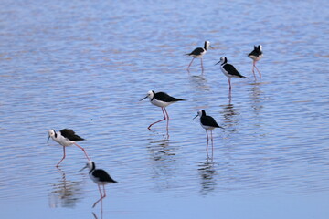 pied stilt