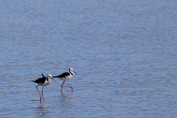 pied stilt
