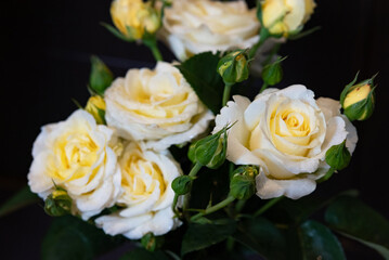 White and yellow rose blooms gracefully surrounded by green foliage in a serene garden setting