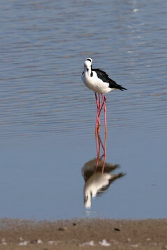pied stilt
