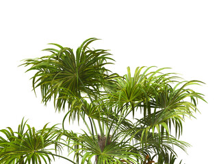 palm tree leaves isolated on transparent background. PNG palm tree branch isolated on transparent background. side of palm tree. big palm tree with green leaves PNG. Isolated palm tree corner frame.