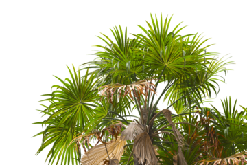 palm tree leaves isolated on transparent background. PNG palm tree branch isolated on transparent background. side of palm tree. big palm tree with green leaves PNG. Isolated palm tree corner frame.